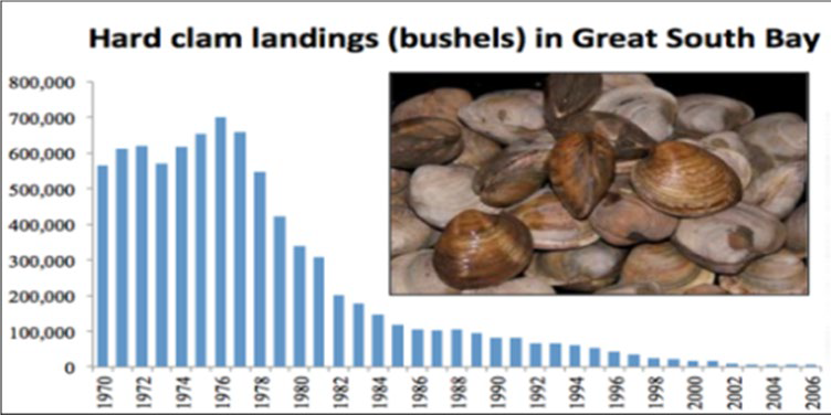 Bar graph of reduction in Hard Clam Landings in Great South Bay